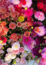 Nantucket Flower CSA - 6 Week Subscription